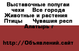 Выставочные попугаи чехи  - Все города Животные и растения » Птицы   . Чувашия респ.,Алатырь г.